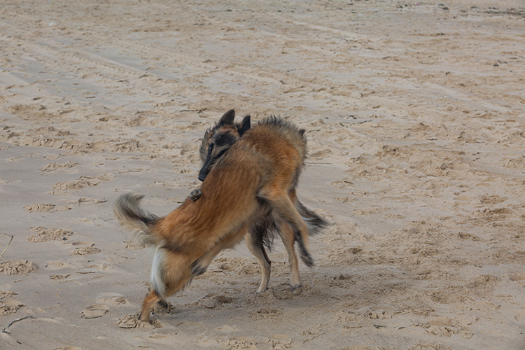 Wandeling Dishoek